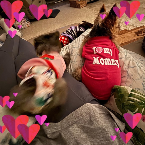 maofyorkies_3
